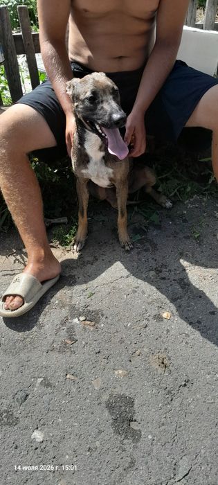 Отдам щенка в добрые руки