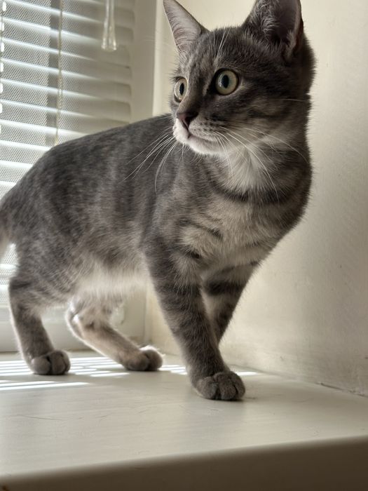 Отдам котенка в хорошие руки
