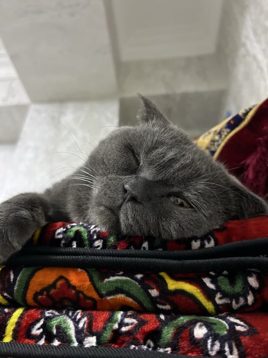 Продается кошка британский скотч цена договорная