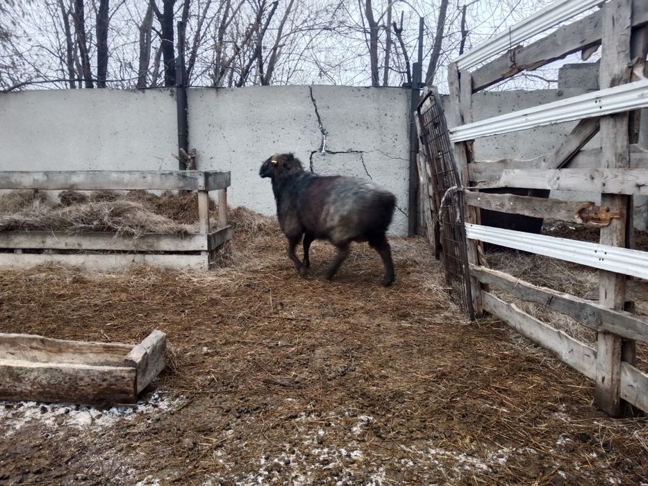 Продам  Кошкара .