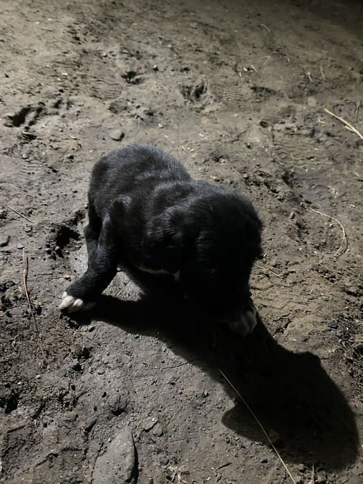 Тазы кушіктер таза қанды