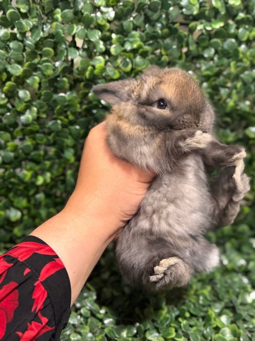 Қуён болалари.    .