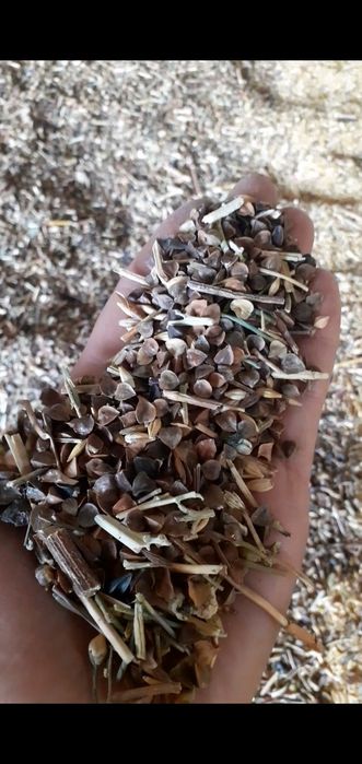 Отходы полова россыпью для Крс Лошадей