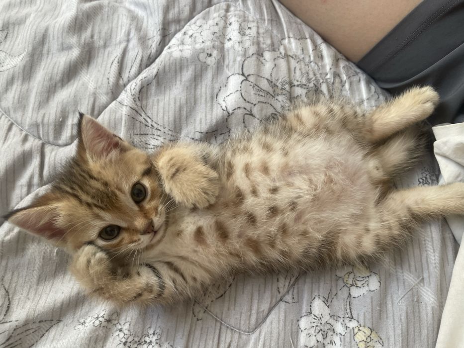 Породистый котенок