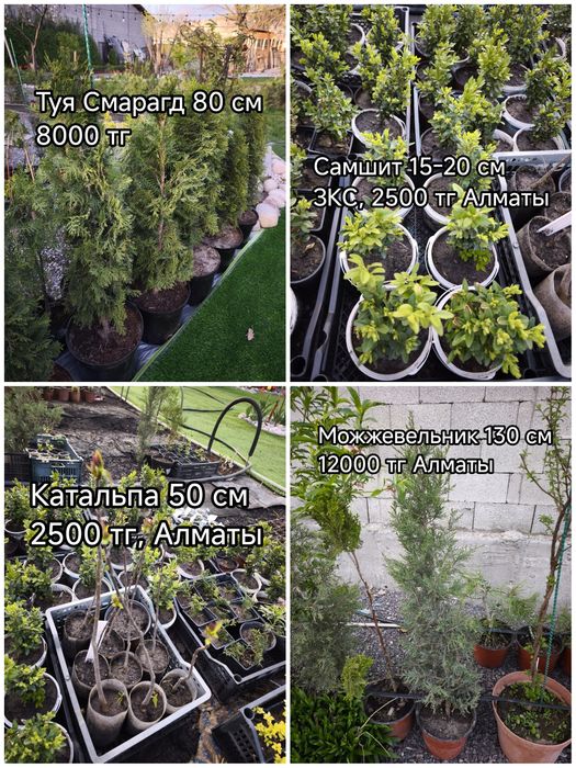 Цветы, кустарники и хвойные