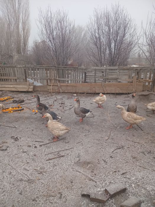 Гусь ленда 5-6кг