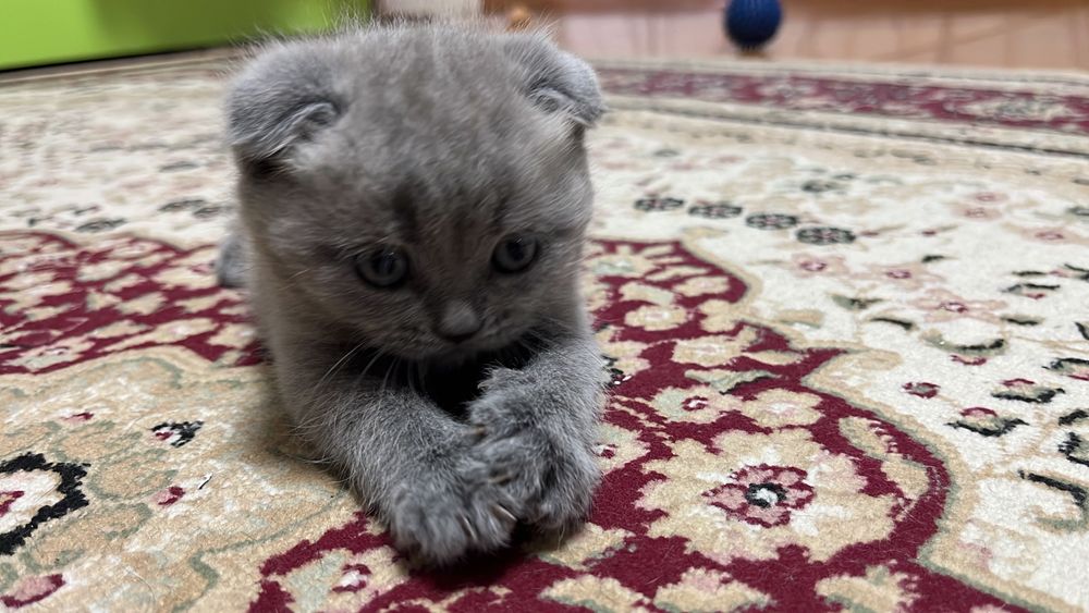 Продам котят британцы