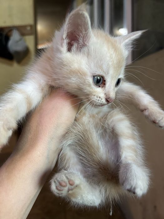 Котята, 1 месяц