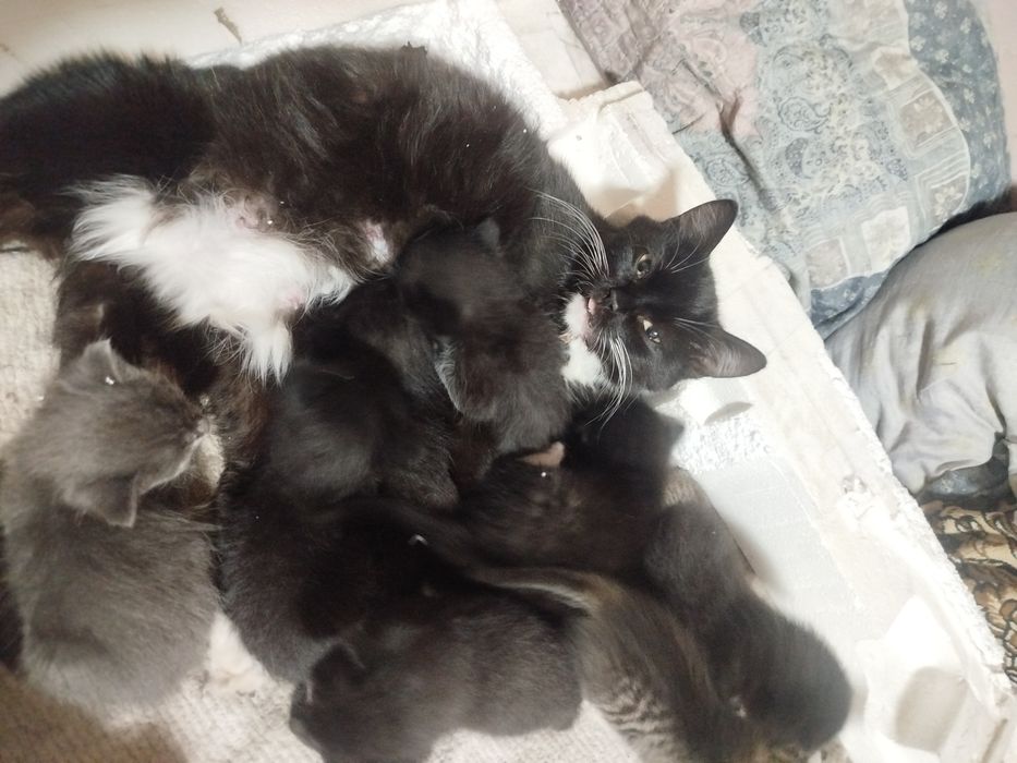 котята в добрые руки