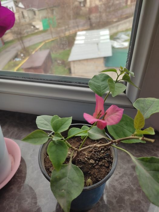 Продам бугенвилии цветущие