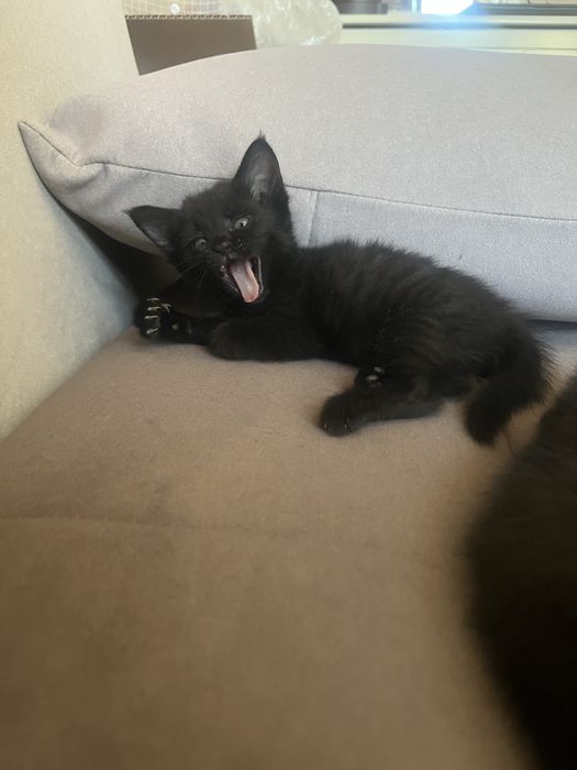 Котята отдам в добрые руки  шымкент