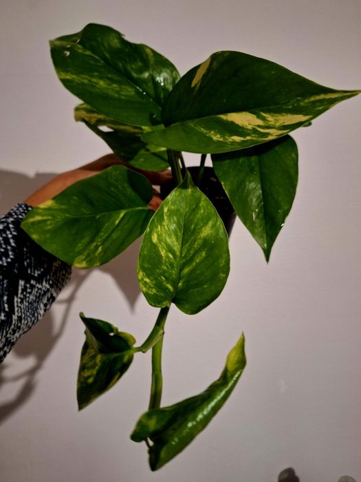 Plante de interior sau de birou