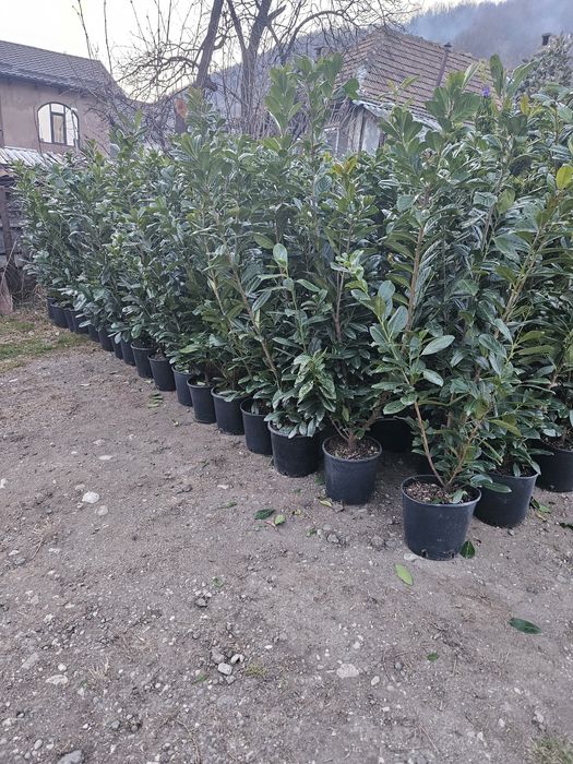 Camelia japonica photinia bonzai leylandi spirale