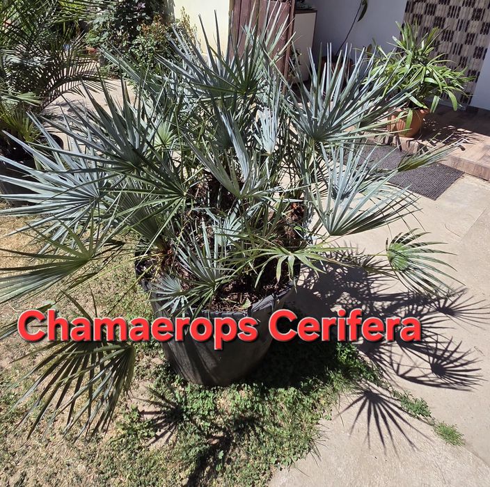 Palmieri ornamentali de vânzare