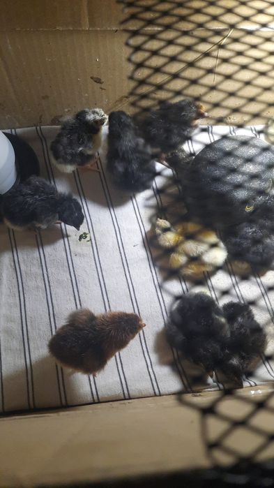 В продаже цыплята.