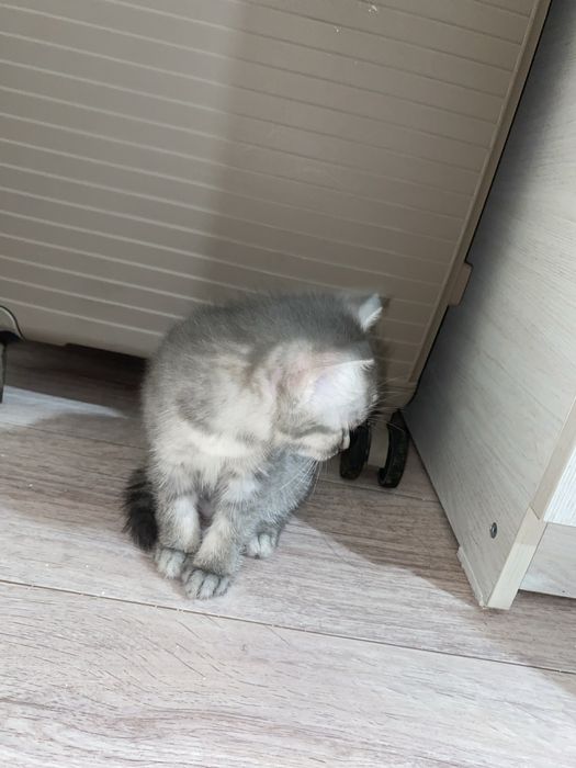 Шотландская прямоухая