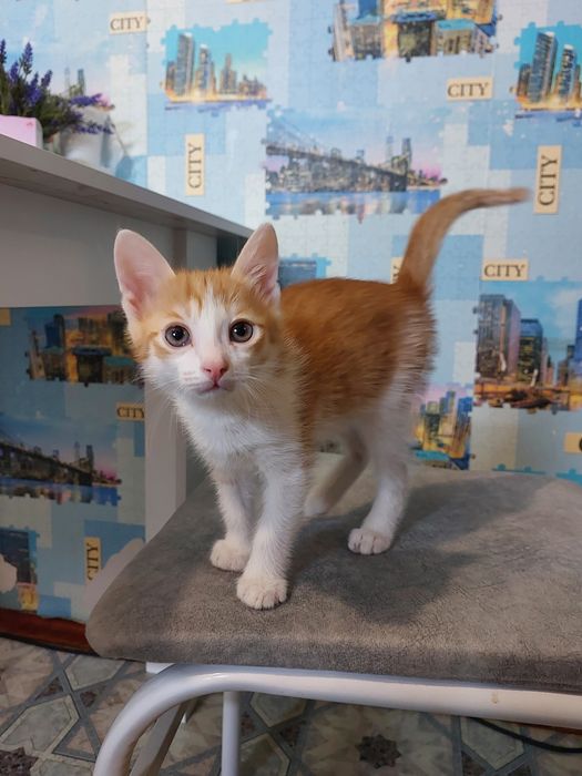 Отдам котят мальчики 2 мес