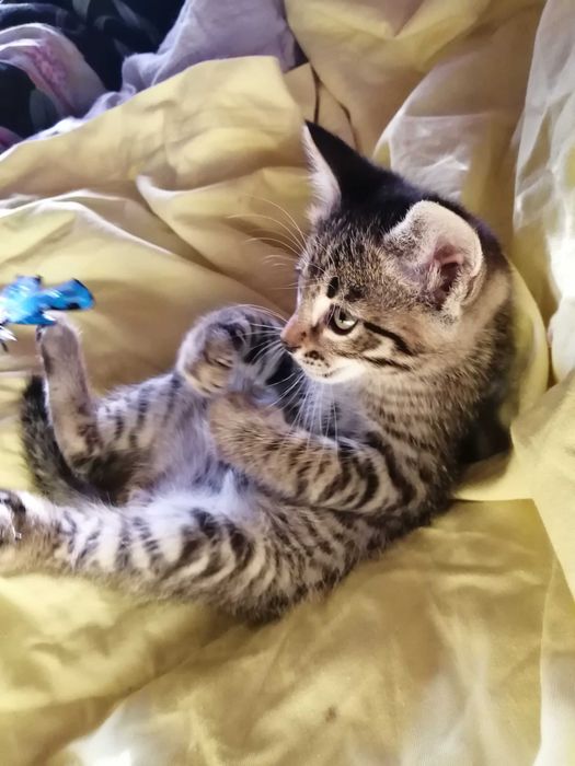 ОБЫЧНЫЙ Котенок, а может Профессионал?