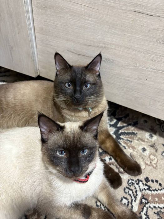 Кот тайский кошка сямская