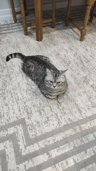 Кот ждёт в гости кошку
