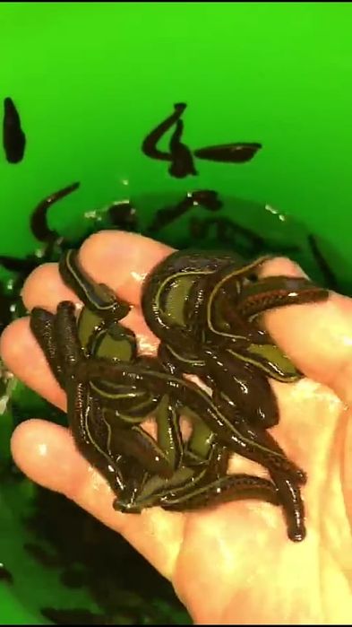 Пиявки оптом аптечные и васточные