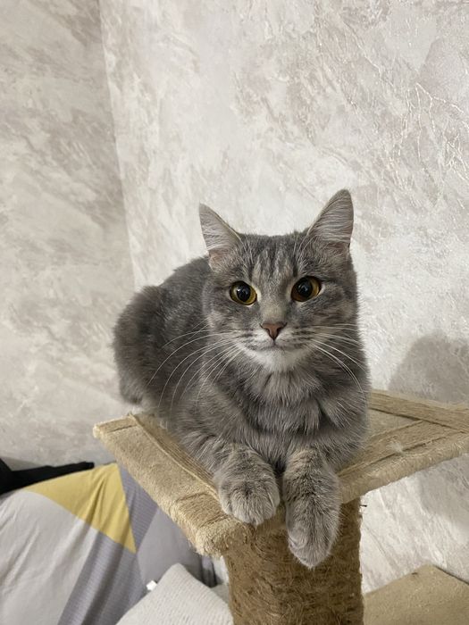 Отдадим кошечку(девочка) в хорошие руки