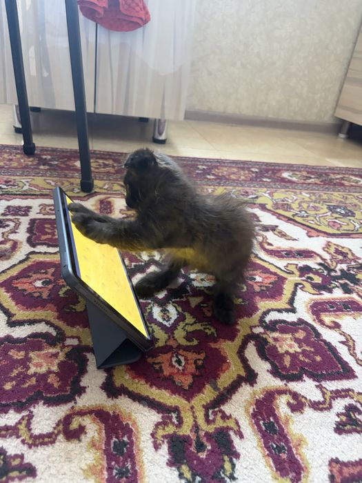 Котика в добрые руки