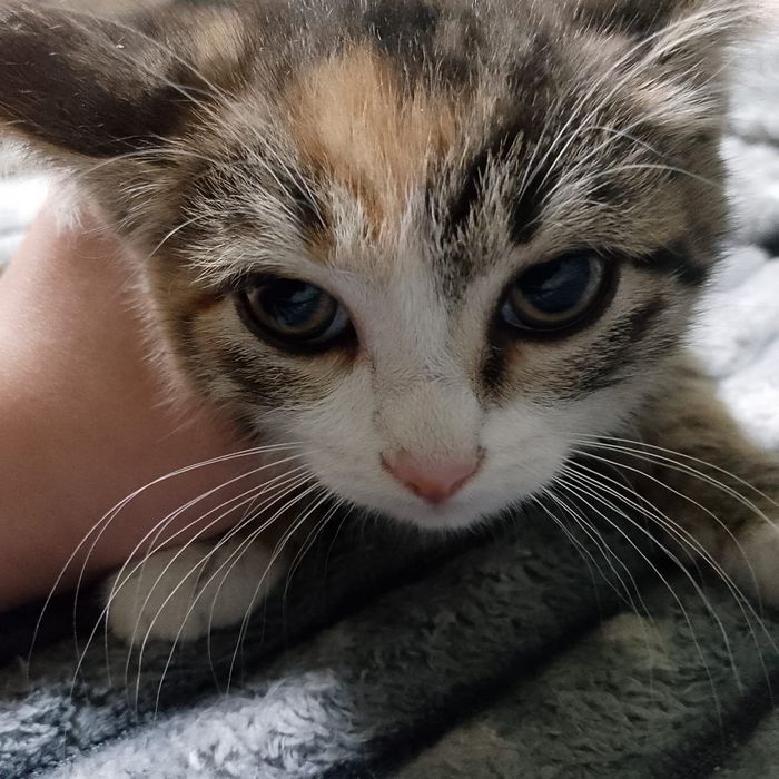 Отдам котят от мышеловки