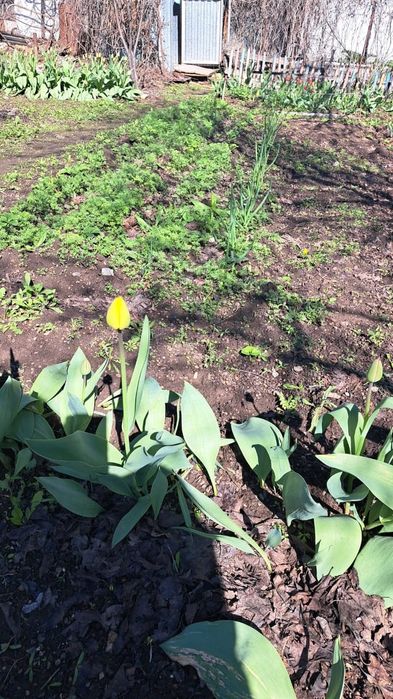 Тюльпаны 200тенге