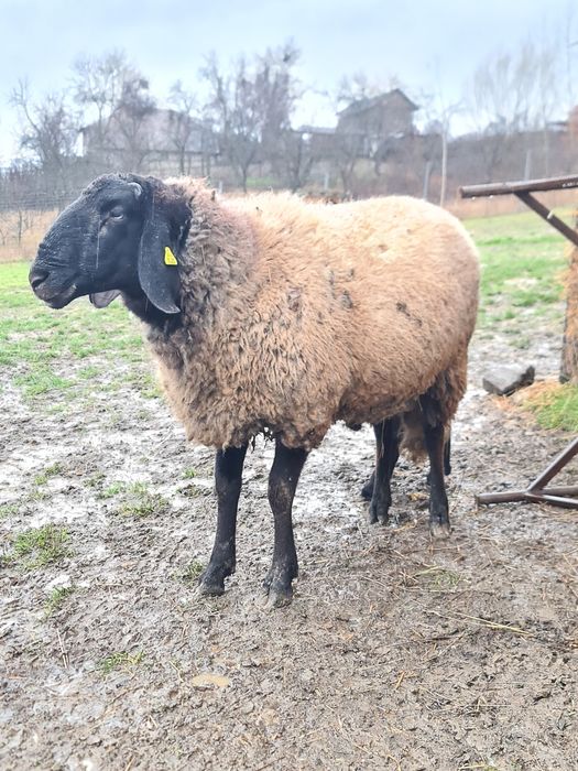 Vând berbec carabaș pentru rudă