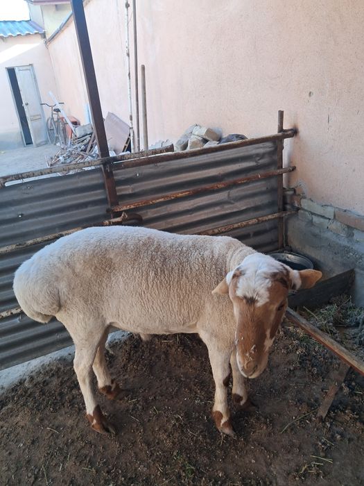 Quchqor sotiladi