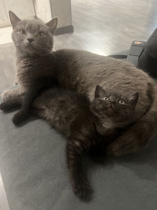 котенок, кошка, киса