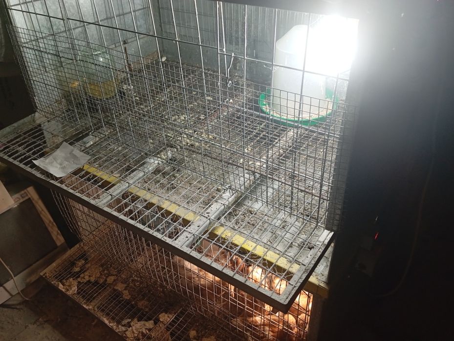 Срочно продам клетки для курей несушек