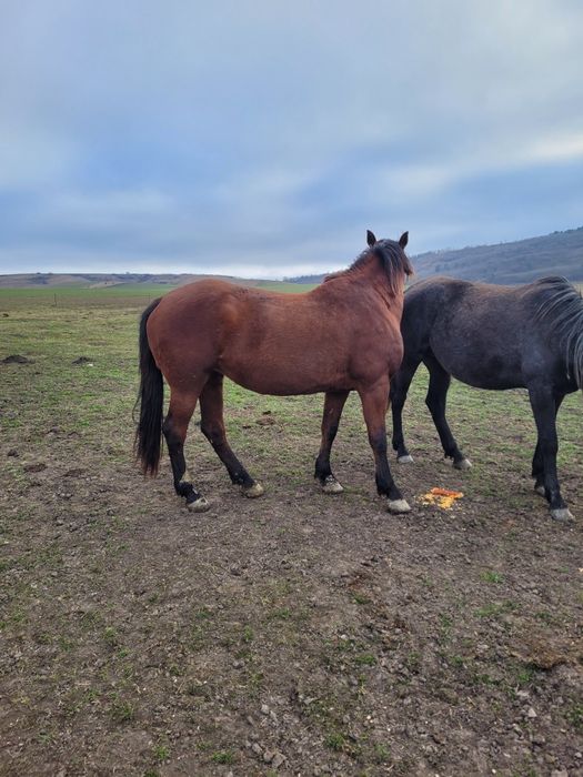 Vând caii mai multe detalii la telefon