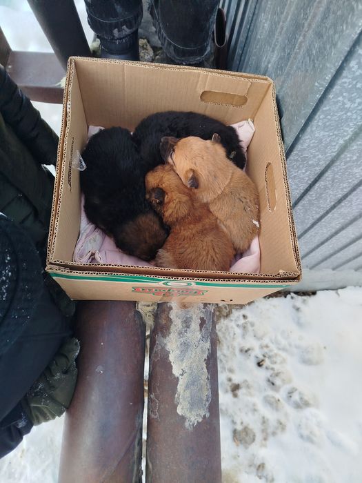 Отдам в добрые руки