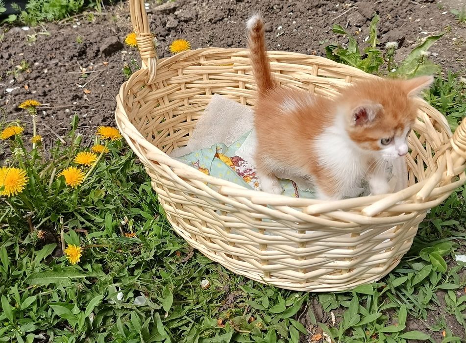 Отдам в добрые руки котят.