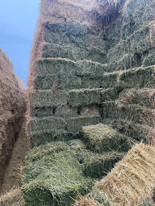 Шөп жоңышқа  Тюковый