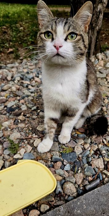 SOS!!! Котик срочно ищет хозяина!