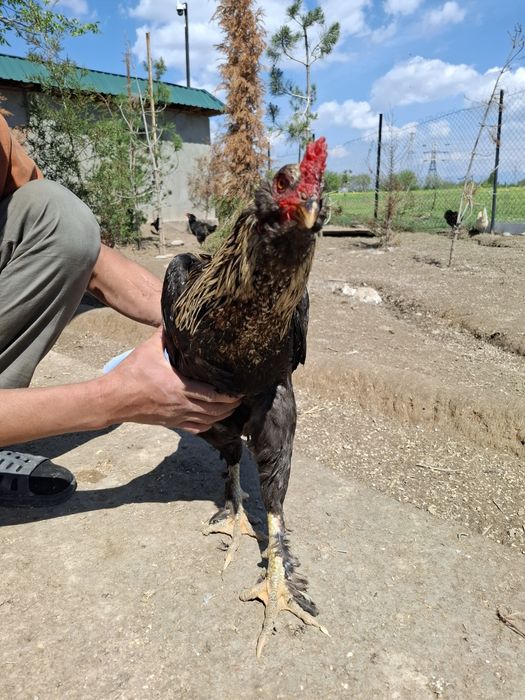 Хуроз сотилади. Домашний.
