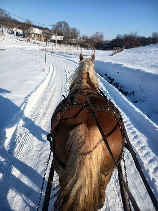 De vânzare iapa blondă 1,75 la greabăn