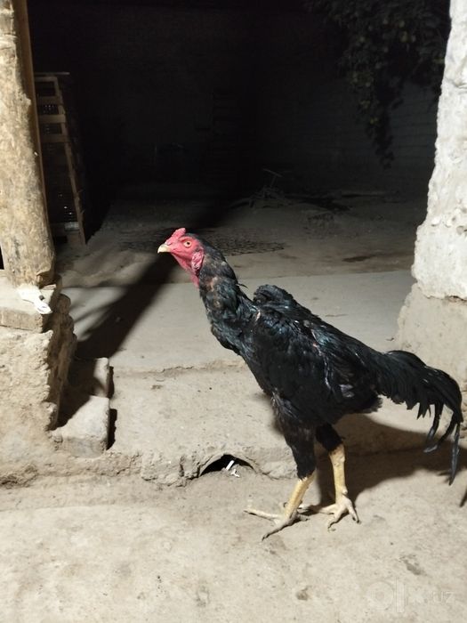 Bobo horoz Sotiladi Yanvar 10 oyli