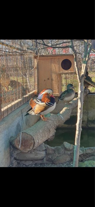 Vand rate mandarine si Caroline