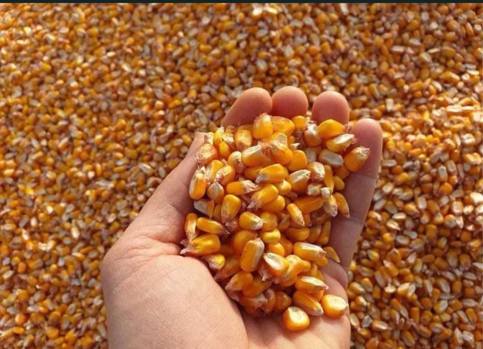 Vând porumb uscat gata pus in saci ofer si transport la domiciliu