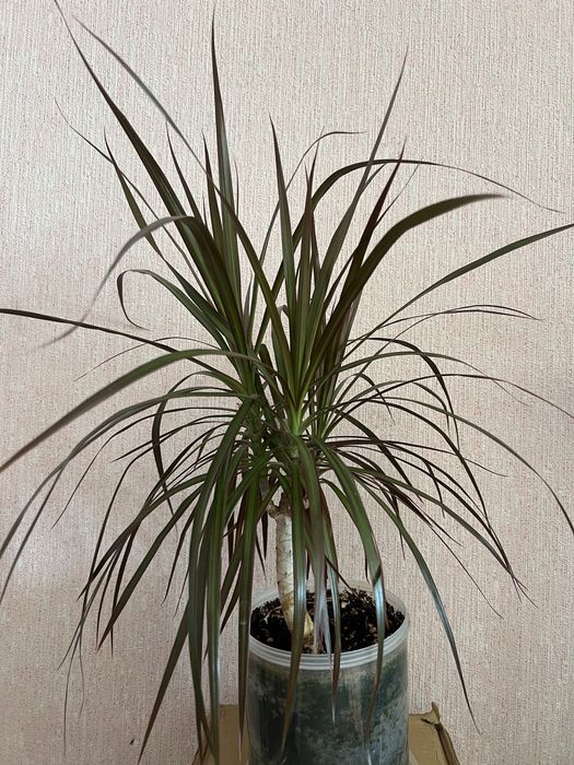 Продам пальму Драцена