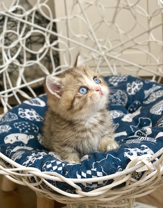 Голубоглазый манчкин