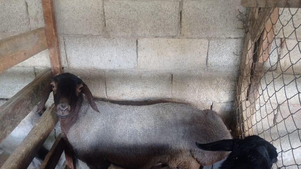 Семіз койлар сатылады