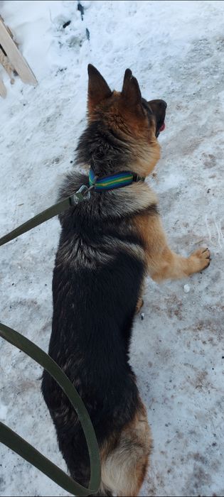 Продам немецкая овчарка кабель