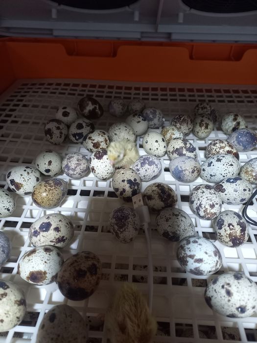 Продам инкубатор