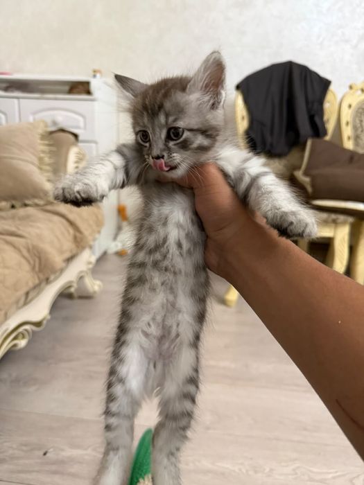 Продам котенька