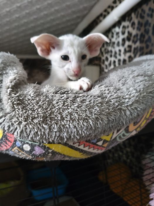 Ориентальный котёнок